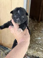 Black bi female, a female Australian Shepherd for sale in Fresno, CA – 4 of 5