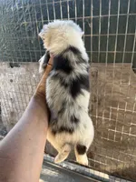 AKC Blue Merle male1, a male Australian Shepherd for sale in Fresno, CA – 5 of 9