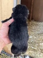 Black bi female, a female Australian Shepherd for sale in Fresno, CA – 2 of 5