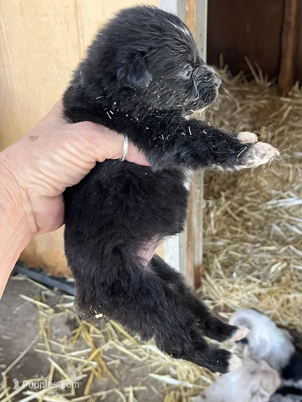 Black bi female – Australian Shepherd puppy for sale in Fresno, CA
