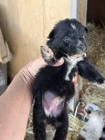 Black bi female, a female Australian Shepherd for sale in Fresno, CA – 3 of 5