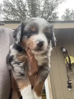 Blue Merle , a male Miniature Australian Shepherd for sale in Fresno, CA – 4 of 4