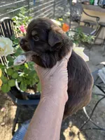 Red tri male, a male Toy Australian Shepherd for sale in Fresno, CA – 2 of 4