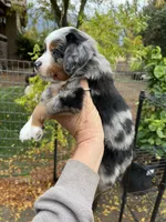 Blue Merle , a male Miniature Australian Shepherd for sale in Fresno, CA – 2 of 4