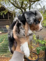 Blue Merle , a male Miniature Australian Shepherd for sale in Fresno, CA – 3 of 4