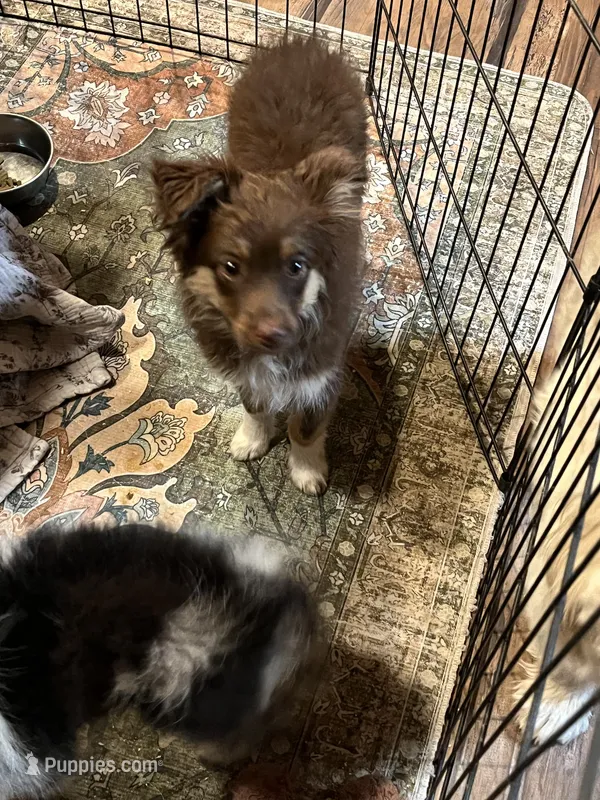 Birdie – Toy Australian Shepherd puppy for sale in Fresno, CA