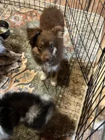 Birdie, a female Toy Australian Shepherd for sale in Fresno, CA – 1 of 2