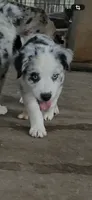 AKC Blue Merle male1, a male Australian Shepherd for sale in Fresno, CA – 2 of 9