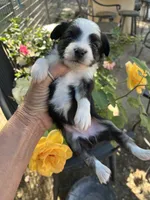 Black tri female, a female Toy Australian Shepherd for sale in Fresno, CA – 5 of 5