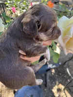 Red tri female, a female Toy Australian Shepherd for sale in Fresno, CA – 5 of 5