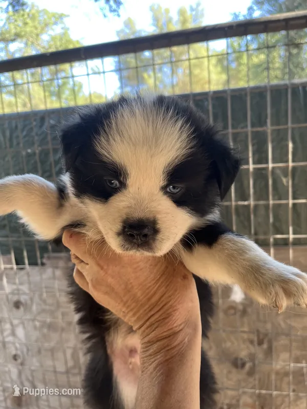 Black bi male – Australian Shepherd puppy for sale in Fresno, CA