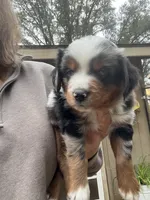 Dark copper, a male Miniature Australian Shepherd for sale in Fresno, CA – 1 of 4