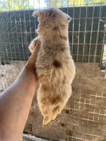 Red Merle male, a male Australian Shepherd for sale in Fresno, CA – 7 of 10