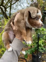Red Merle male, a male Miniature Australian Shepherd for sale in Fresno, CA – 4 of 4