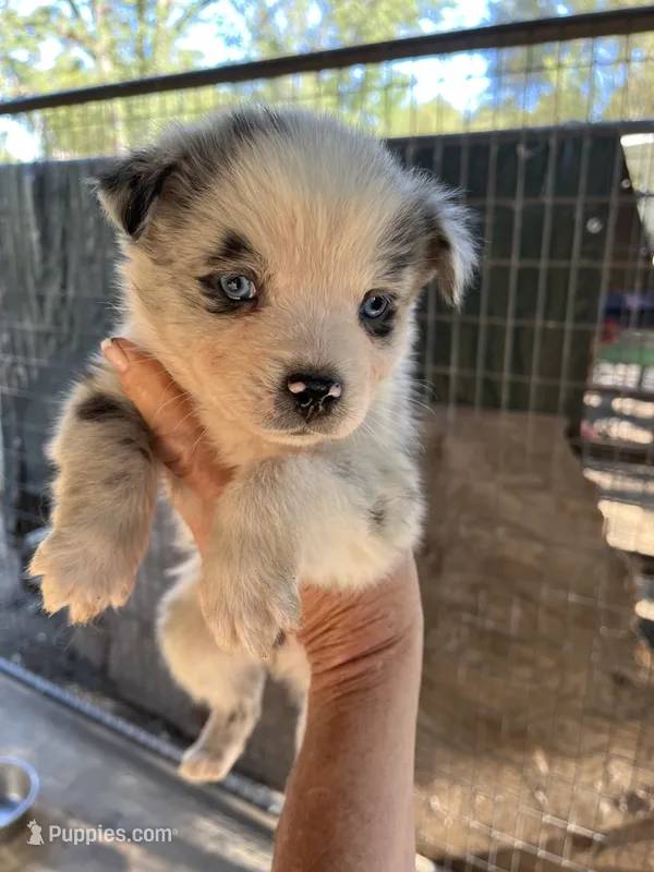 Female blue Merle 2 – Australian Shepherd puppy for sale in Fresno, CA