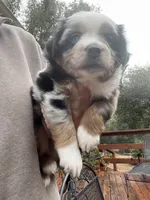 Puzzle, a male Miniature Australian Shepherd for sale in Fresno, CA – 3 of 4