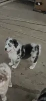 AKC Blue Merle male 2, a male Australian Shepherd for sale in Fresno, CA – 2 of 10