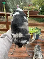 Puzzle, a male Miniature Australian Shepherd for sale in Fresno, CA – 2 of 4