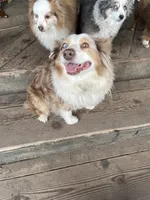 Cali, a female Australian Shepherd for sale in Fresno, CA – Photo 2 of 3