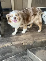 Cali, a female Australian Shepherd for sale in Fresno, CA – Photo 1 of 3