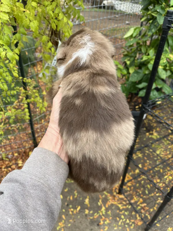 Red Merle male – Miniature Australian Shepherd puppy for sale in Fresno, CA