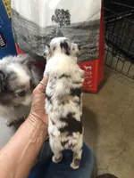 Red Merle female, a female Toy Australian Shepherd for sale in Fresno, CA – Photo 3 of 7