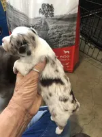 Red Merle female, a female Toy Australian Shepherd for sale in Fresno, CA – Photo 4 of 7