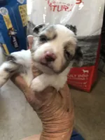 Red Merle female, a female Toy Australian Shepherd for sale in Fresno, CA – Photo 2 of 7