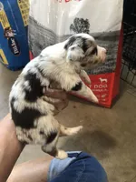 Red Merle female, a female Toy Australian Shepherd for sale in Fresno, CA – Photo 5 of 7