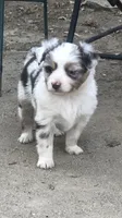Red Merle female, a female Toy Australian Shepherd for sale in Fresno, CA – Photo 1 of 7