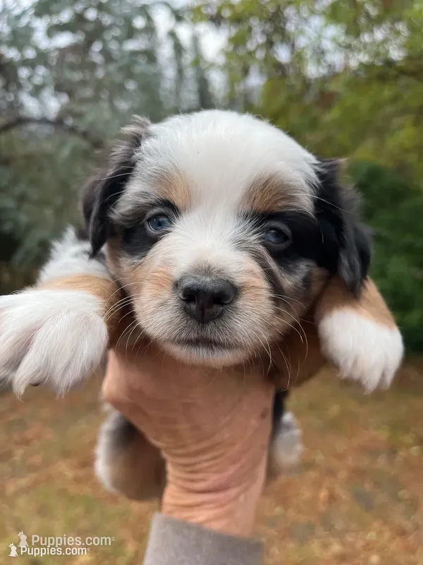 Puzzle – Miniature Australian Shepherd puppy for sale in Fresno, CA
