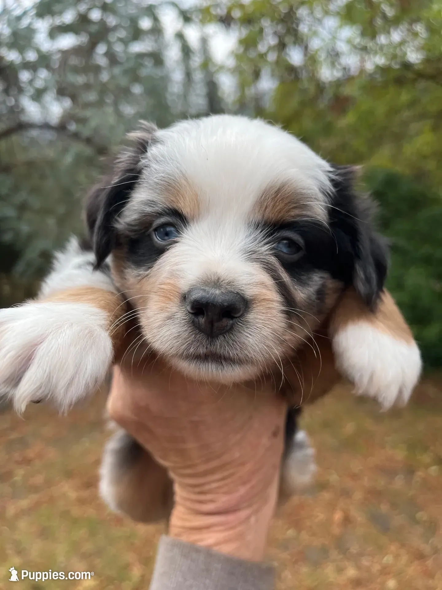 Puzzle, a male Miniature Australian Shepherd for sale in Fresno, CA – 1 of 4