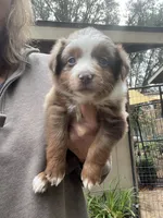 Red Merle male, a male Miniature Australian Shepherd for sale in Fresno, CA – 3 of 4