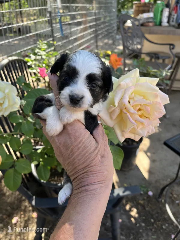 Black tri female, a female Toy Australian Shepherd for sale in Fresno, CA – 1 of 5