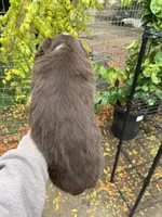 Red tri , a male Miniature Australian Shepherd for sale in Fresno, CA – 1 of 4