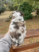 Female red merle, a female Miniature Australian Shepherd for sale in Fresno, CA – 2 of 4