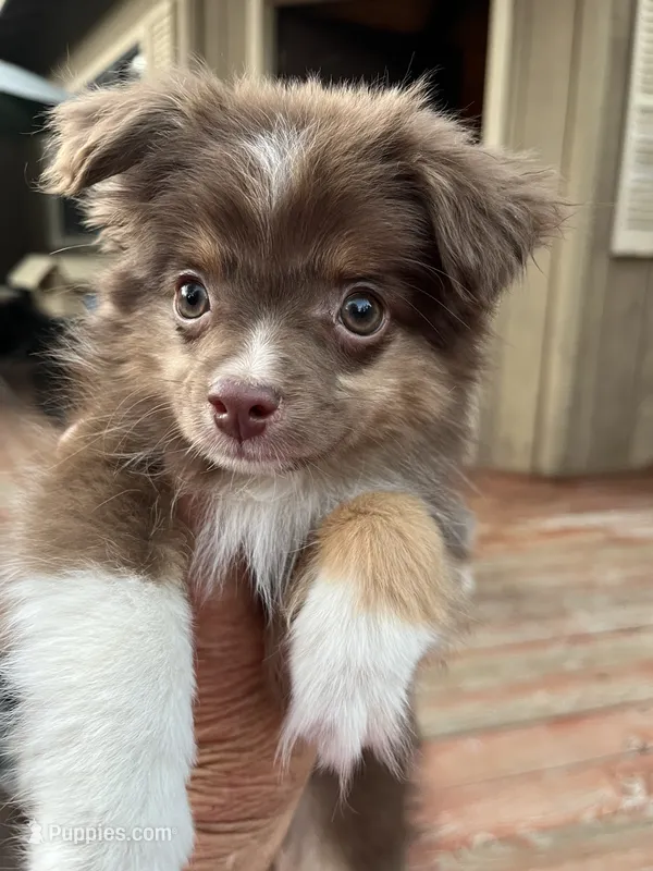 Dynki – Toy Australian Shepherd puppy for sale in Fresno, CA