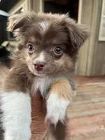 Dynki, a female Toy Australian Shepherd for sale in Fresno, CA – 1 of 4
