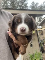 Red tri , a male Miniature Australian Shepherd for sale in Fresno, CA – 3 of 4
