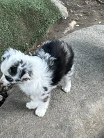 Blue Merle female, a female Toy Australian Shepherd for sale in Fresno, CA – 2 of 2