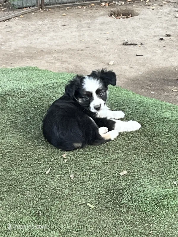 Black tri female – Toy Australian Shepherd puppy for sale in Fresno, CA