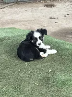 Black tri female, a female Toy Australian Shepherd for sale in Fresno, CA – 1 of 7