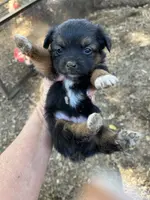 Toy Tri female, a female Toy Australian Shepherd for sale in Fresno, CA – Photo 3 of 3