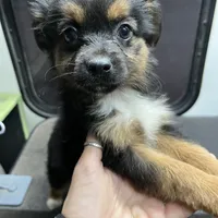 Toy Tri female, a female Toy Australian Shepherd for sale in Fresno, CA – Photo 2 of 2