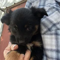 Toy Tri female, a female Toy Australian Shepherd for sale in Fresno, CA – Photo 1 of 2