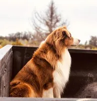 AKC Ardi, a male Australian Shepherd for sale in Fresno, CA – Photo 8 of 8