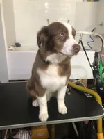 AKC Ardi, a male Australian Shepherd for sale in Fresno, CA – Photo 3 of 8