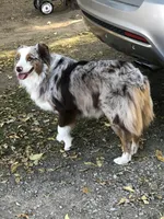 AKC Ardi, a male Australian Shepherd for sale in Fresno, CA – Photo 7 of 8