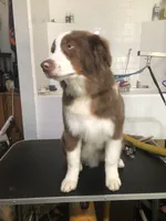 AKC Ardi, a male Australian Shepherd for sale in Fresno, CA – Photo 2 of 8