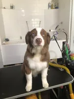 AKC Ardi, a male Australian Shepherd for sale in Fresno, CA – Photo 1 of 8